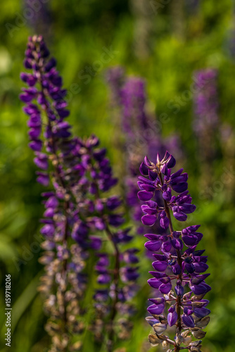 Closeup of a lupine field