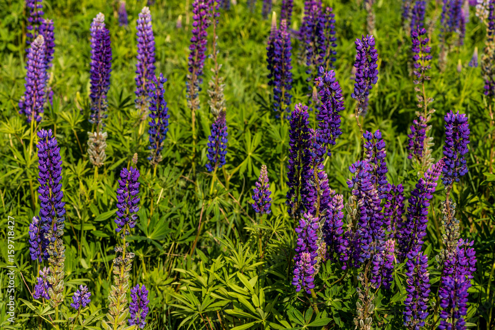 Fototapeta premium Closeup of a lupine field