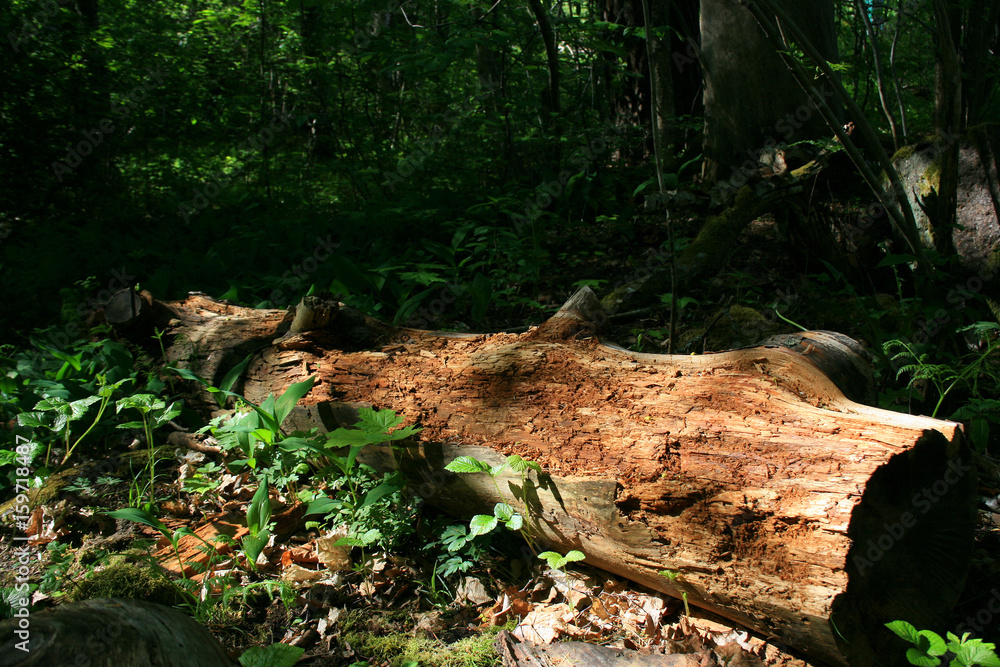 Baumstamm im Wald Baumstamm im Wald