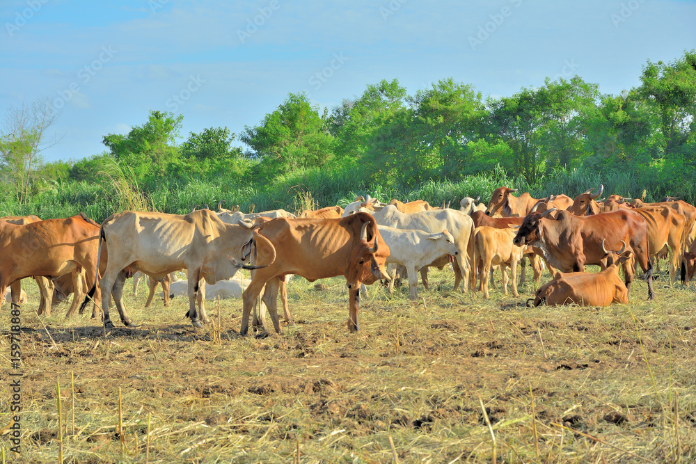 Cow herd is feeding grass in a dry field,Tropical natural landscape in Thailand.