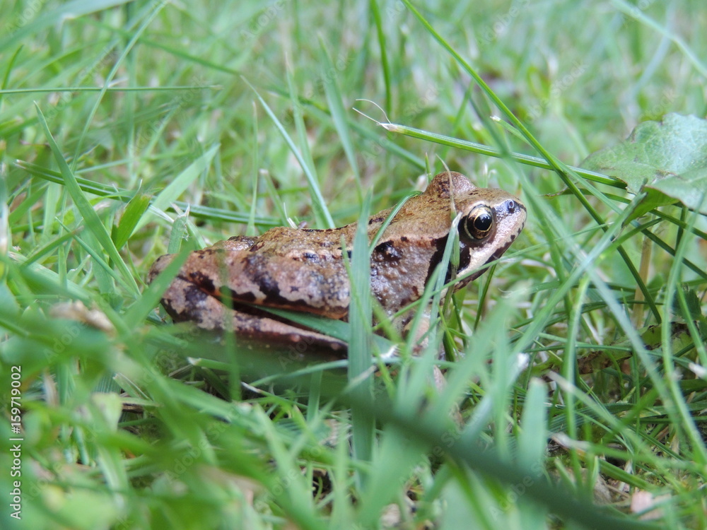 Fototapeta premium Grasfrosch (Rana temporaria)