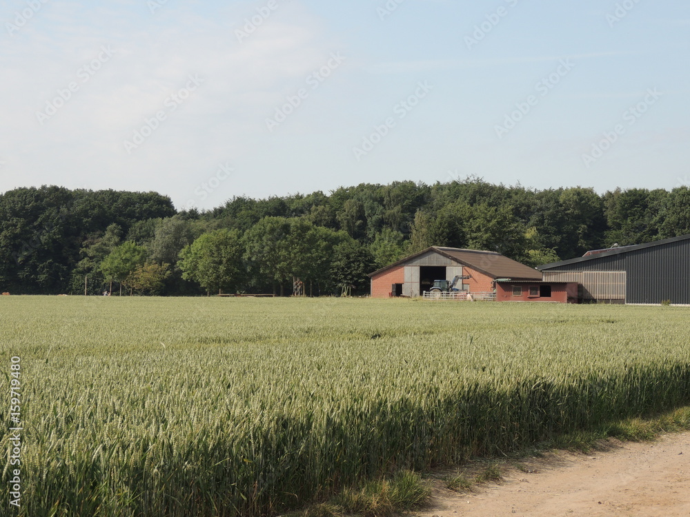 Obraz premium Traditionelle Landwirtschaft am Niederrhein bei Wickrath