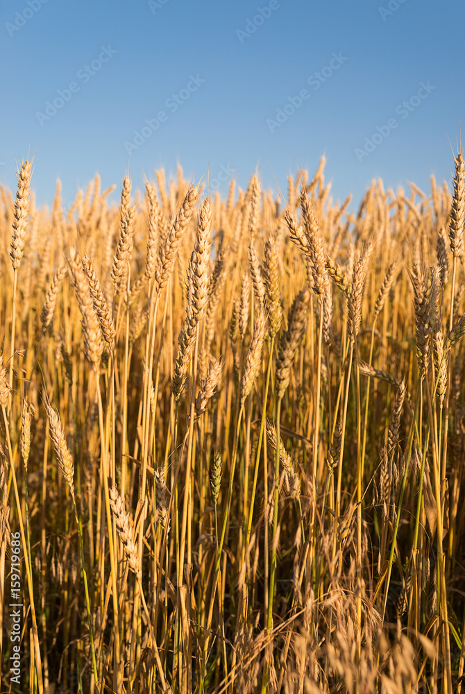 Ears of wheat growing on the field Ears of wheat growing on the field