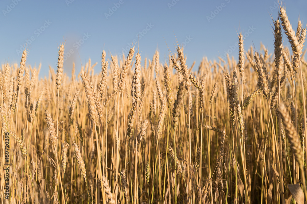 Ears of wheat growing on the field Ears of wheat growing on the field