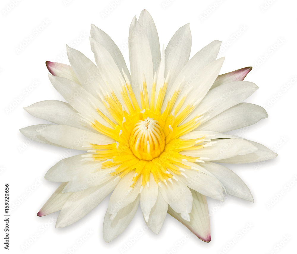 Yellow lotus flower isolated on white background