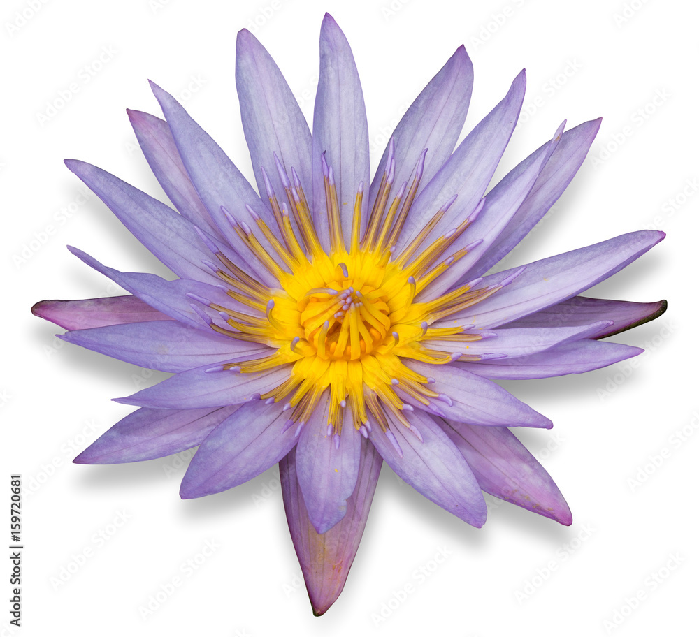 Purple lotus flower isolated on white background