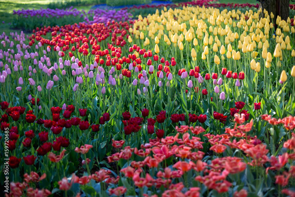 Spring tulips in the park. Flower lawns
