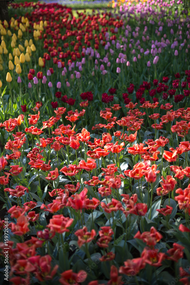Spring tulips in the park. Flower lawns