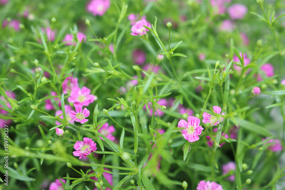 Hintergrund Blume pink grün Natur Gras