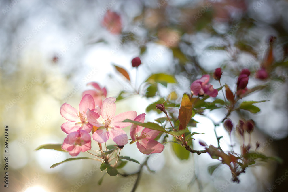 Spring flowering tree. Pink inflorescence in the sun Spring flowering tree. Pink inflorescence in the sun