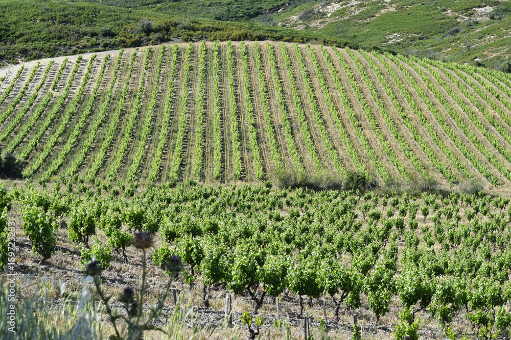 Environ de Calce, Corbières catalanes, Pyrénées orientales, vignes