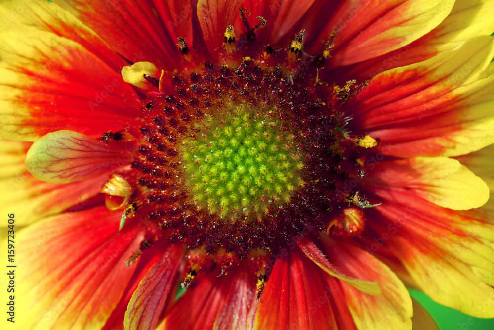 Beautiful single isolated garden flower. Abstract background. Space in background for copy, text, your words. Beautiful single isolated garden flower. Abstract background. Space in background for copy, text, your words.