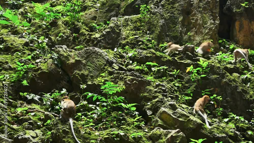 There are some monkeys sitting and having food on the rocky wall in the limestone hill at Batu Caves, Malaysia. There are some monkeys sitting and having food on the rocky wall in the limestone hill at Batu Caves, Malaysia.