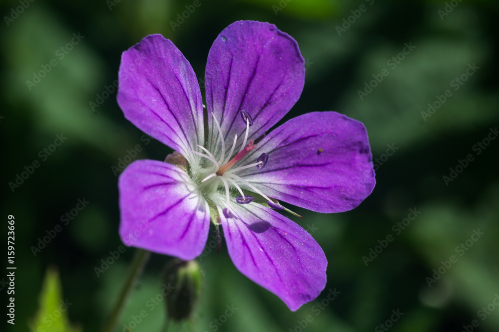  Meadow flower