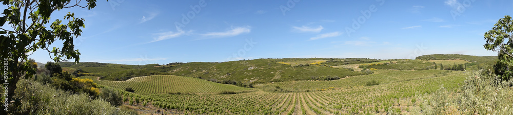 Panoramique, environs de Calce, Pyrénées orientales, Corbières catalanes, vignes