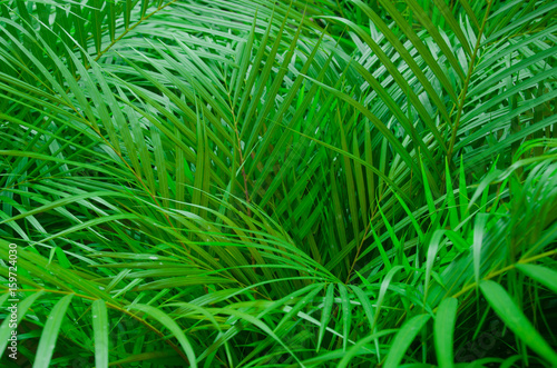 Closeup of tropical palms leaves.