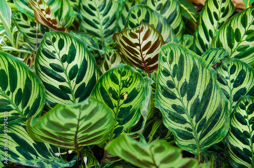 Peacock plants (Calathea makoyana)