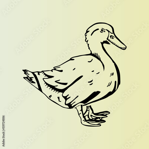 Hand-drawn pencil graphics, duck. Engraving, stencil style.  photo