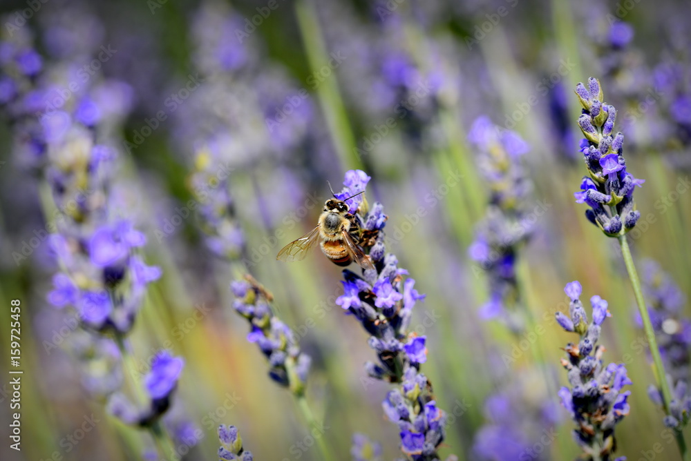 bee on lavender bee on lavender