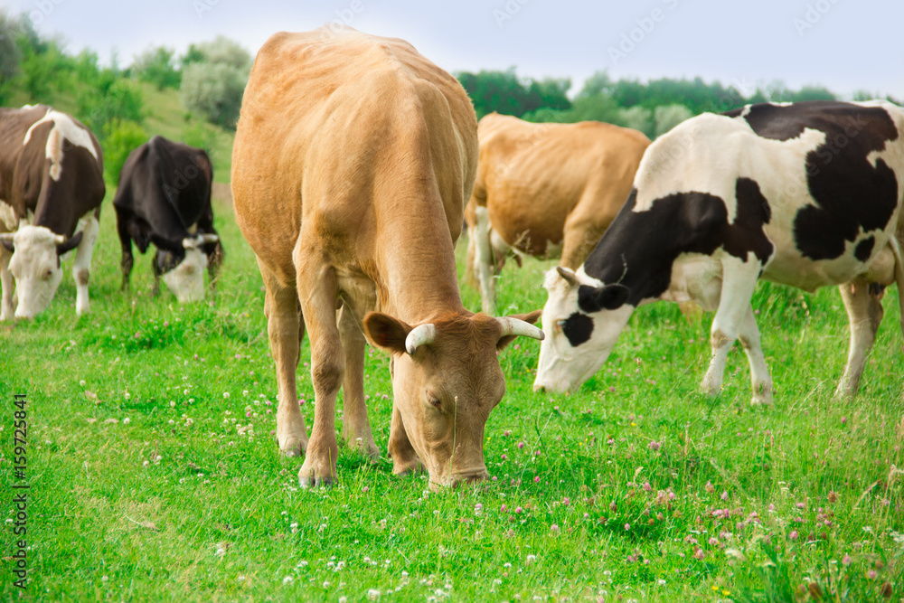 A herd of cows grazes on the lawn A herd of cows grazes on the lawn