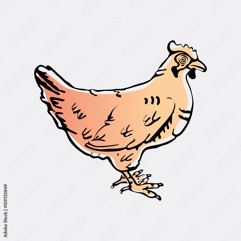 Hand-drawn pencil graphics, hen. Engraving, stencil style. Hand-drawn pencil graphics, hen. Engraving, stencil style.