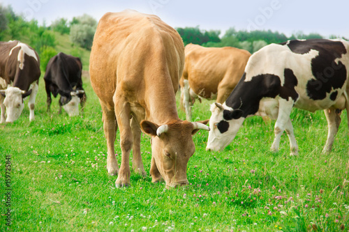 A herd of cows grazes on the lawn