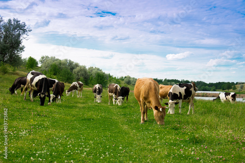 A herd of cows grazes on the lawn