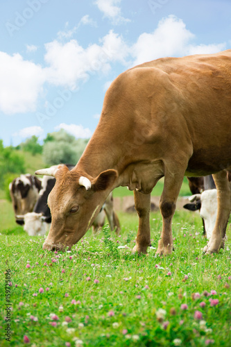 red cow grazing on a green meadow