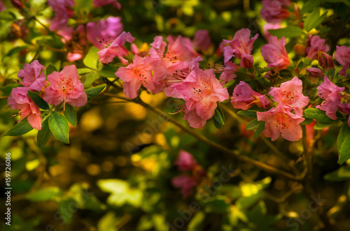 Spring bloom of rhododendron flowers