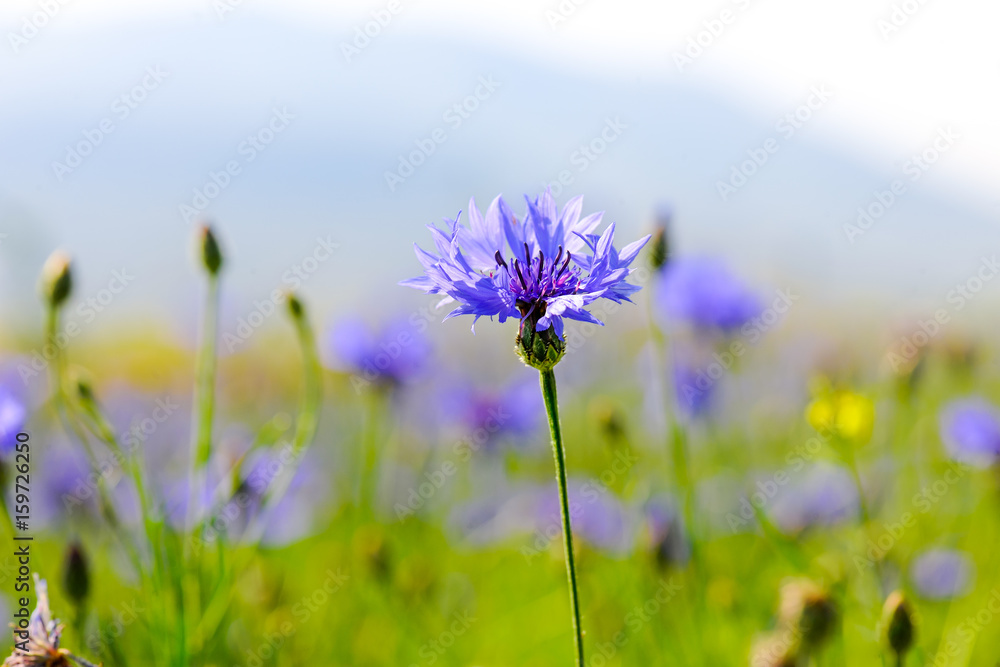 Closeup of a cornflower with depth of field Closeup of a cornflower with depth of field