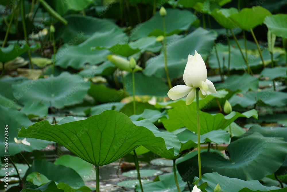summer lotus summer lotus