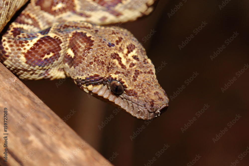 Fototapeta premium Sanzinia madagascariensis