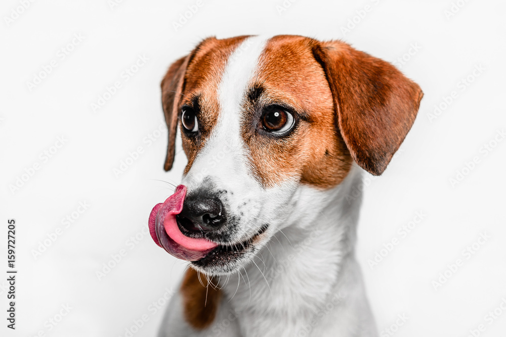 Wall Mural Happy dog Jack Russell Terrier licked
