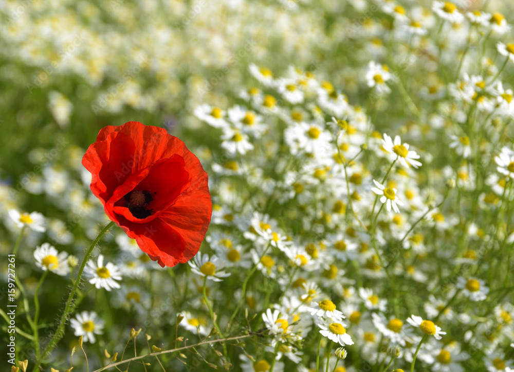 Fototapeta premium Red poppy on a sunny meadow with white daisies or chamomiles, nature background with copy space, concept of being different and outstanding,