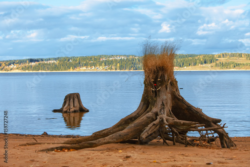 decorated stump on river coast
