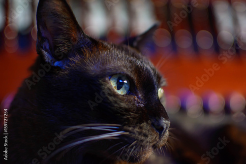 close up animal brown cat sleeping in bed and light bokeh background © prat