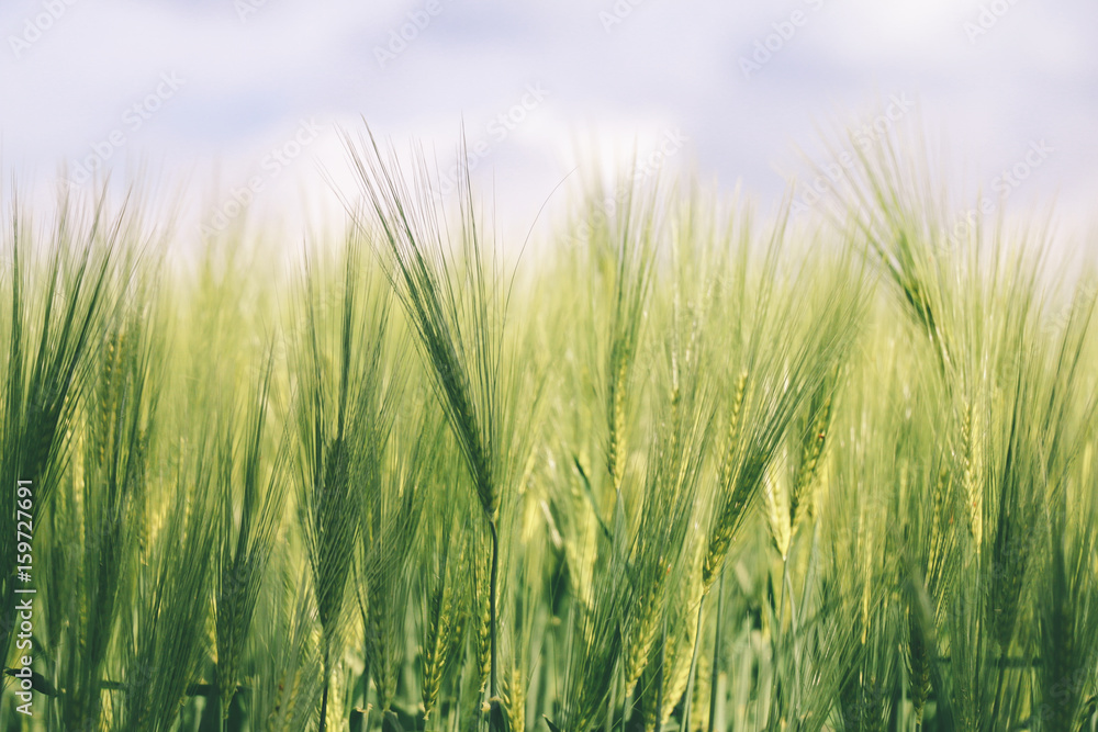 Obraz premium Corn field