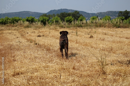 chien de dos dans un pré et devant des vignes