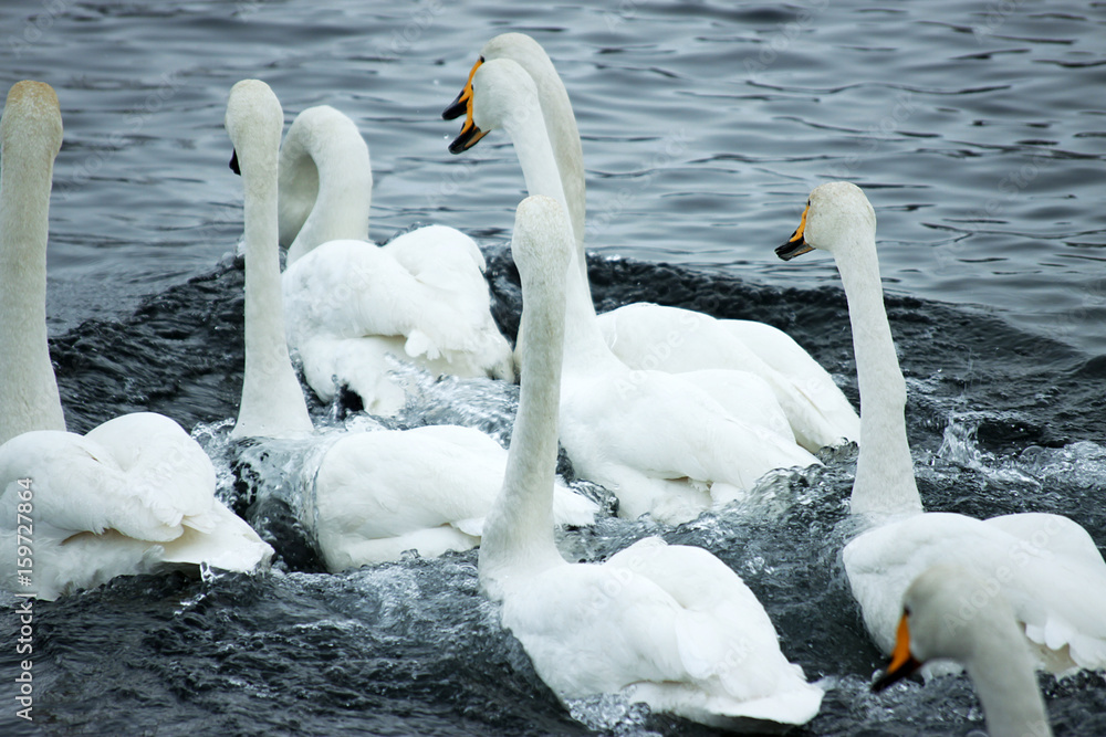 Obraz premium Swan on the water