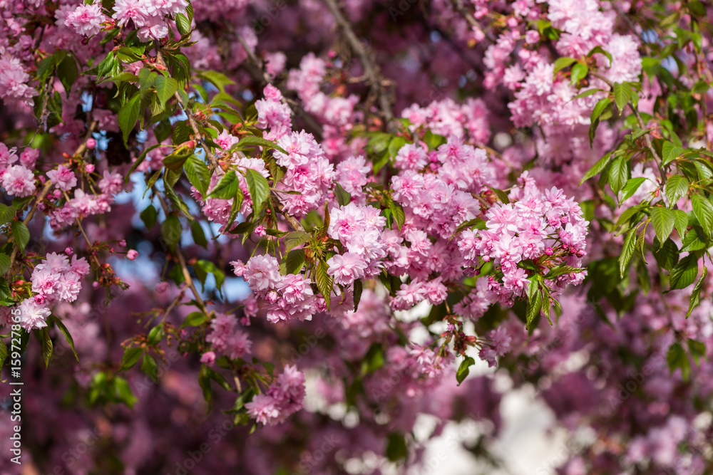 Beautiful pink flowers of sakura tree blossoming branches, growing in the park, nature floral background