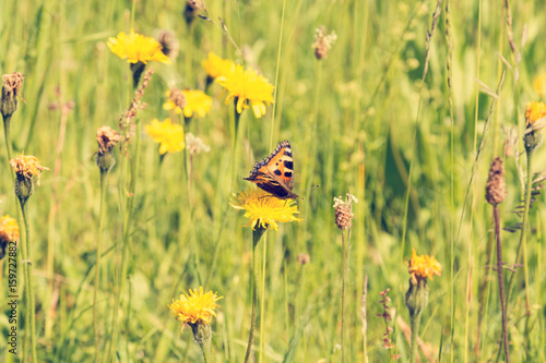 Butterfly on a summer meadow