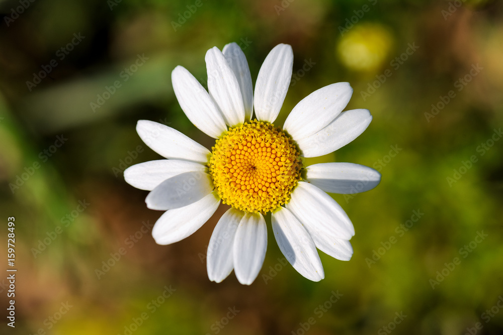 Daisy from the top in a blurry grass Daisy from the top in a blurry grass