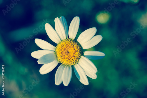 Top view of a daisy in a blurry field