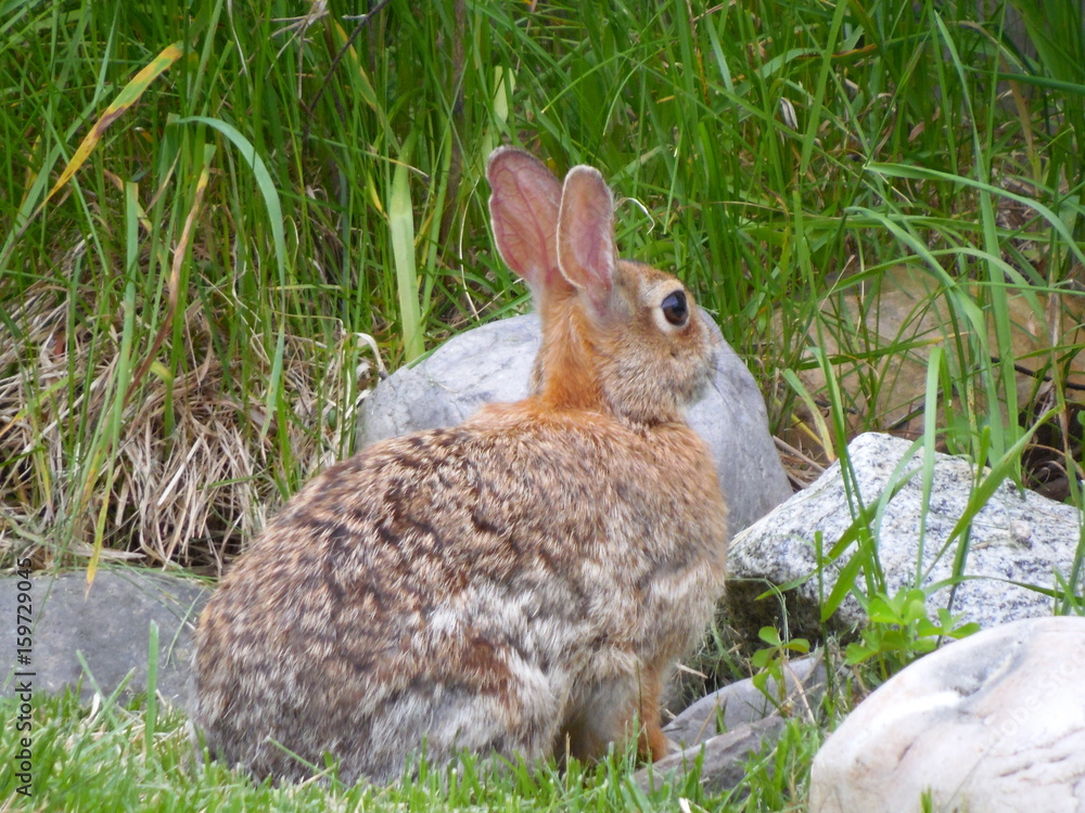 Fototapeta premium wild rabbit