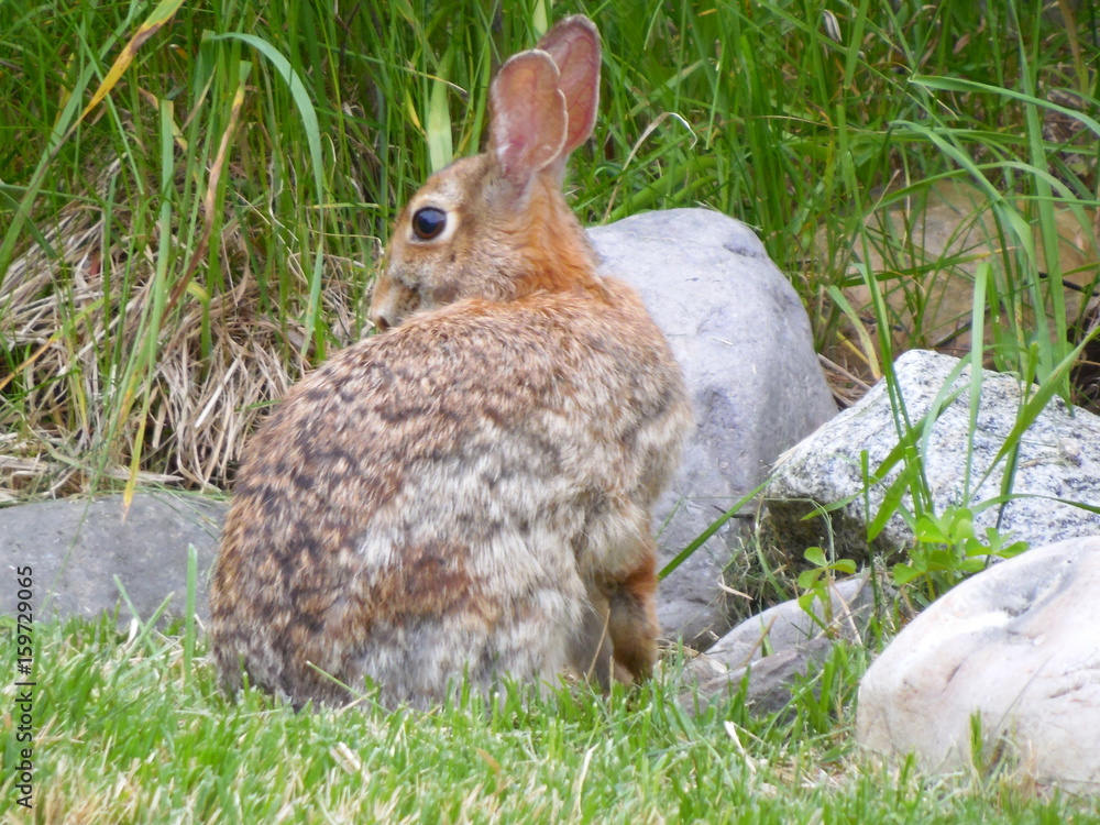 Fototapeta premium wild rabbit