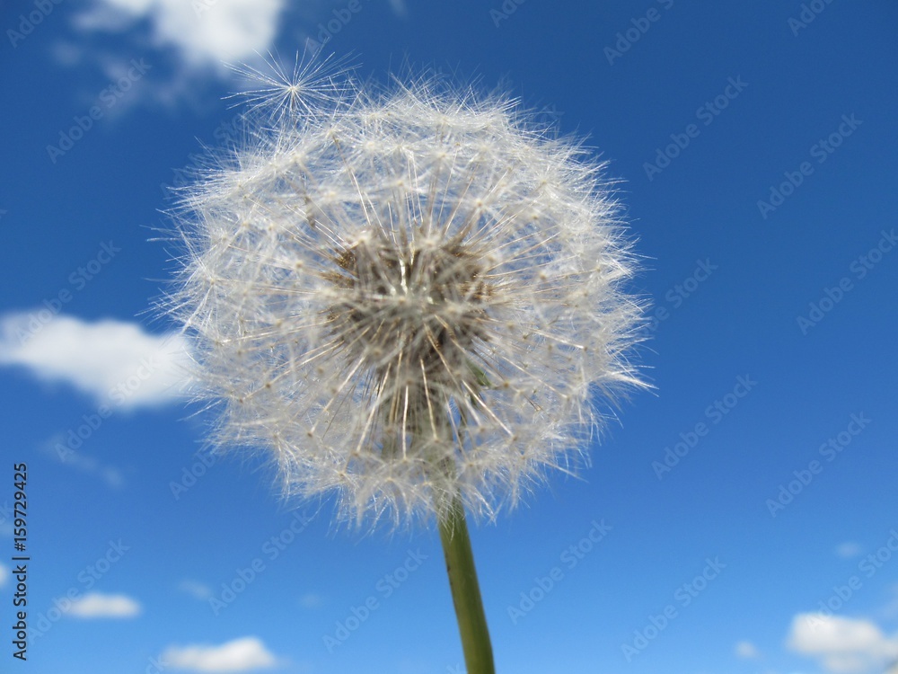 Dandelion in the sky. 