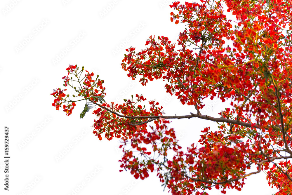 Caesalpinia pulcherrima Flame Tree flower, isolated Caesalpinia pulcherrima Flame Tree flower, isolated