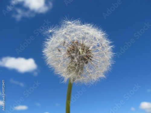 Dandelion in the sky. 