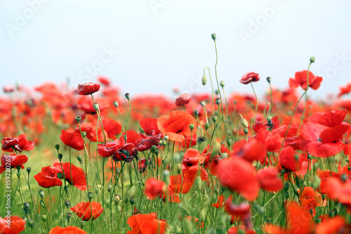 Fototapeta Naklejka Na Ścianę i Meble -  Photo of beautiful red poppies