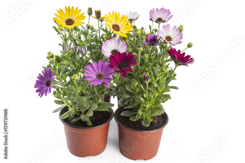 Colorful bouquet of young garden African Daisy flowers with leaves, Osteospermum Symphony, in flowerpot on white background photo